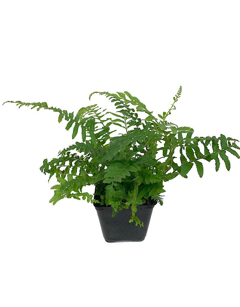 Polystichum munitum 'Western Sword Fern' - The Garden Corner