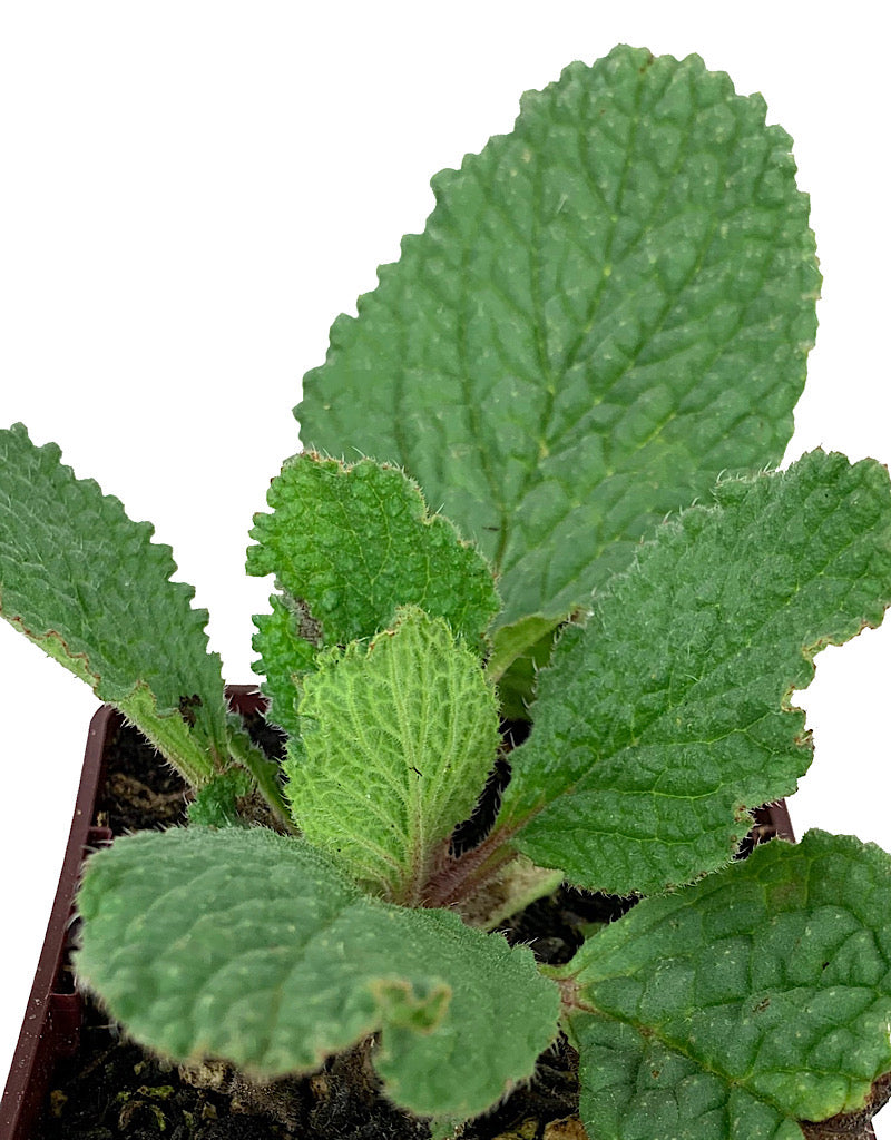 Borage 4 Inch