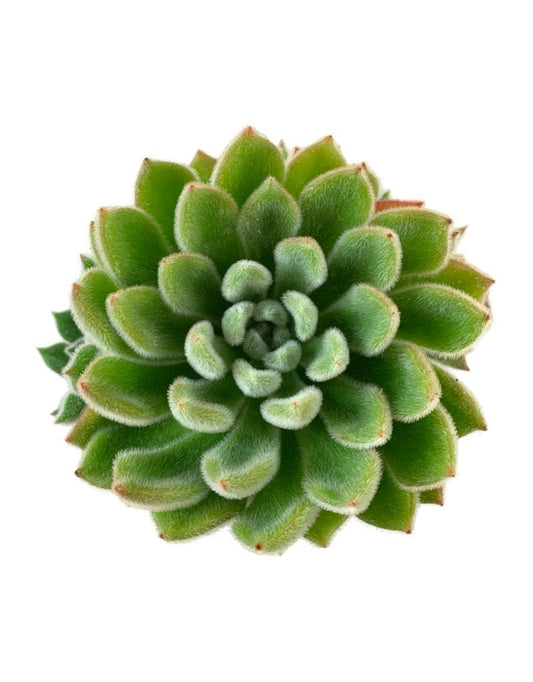 Echeveria setosa Rose & Purpus Quart - The Garden Corner