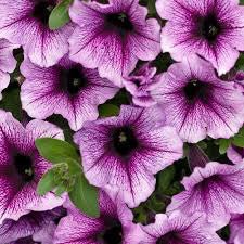 Petunia 'Supertunia Bordeaux' - The Garden Corner