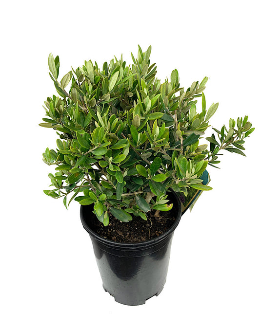 Olea 'Little Ollie' 1 gal