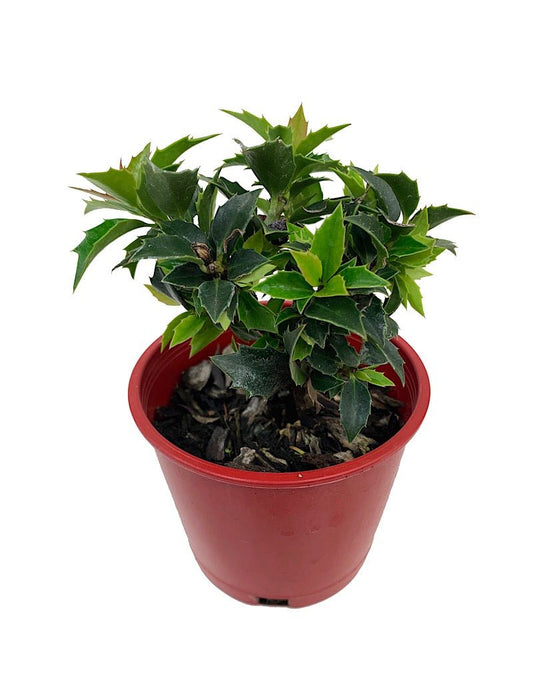 Ilex x 'Rock Garden' 4 inch - The Garden Corner
