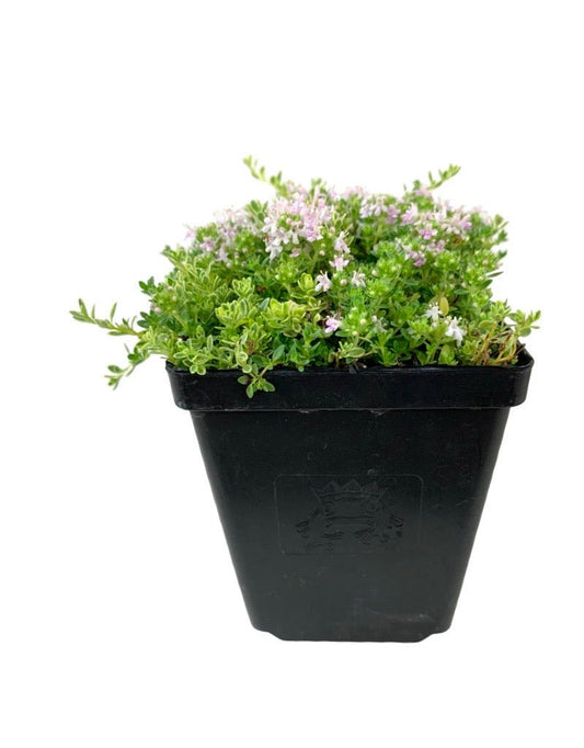 Thymus praecox 'Highland Cream' - The Garden Corner