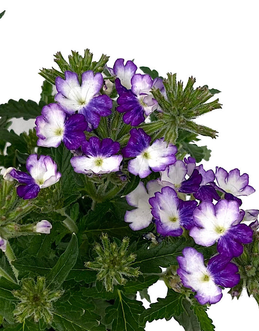 Verbena 'Wicked Cool Blue'