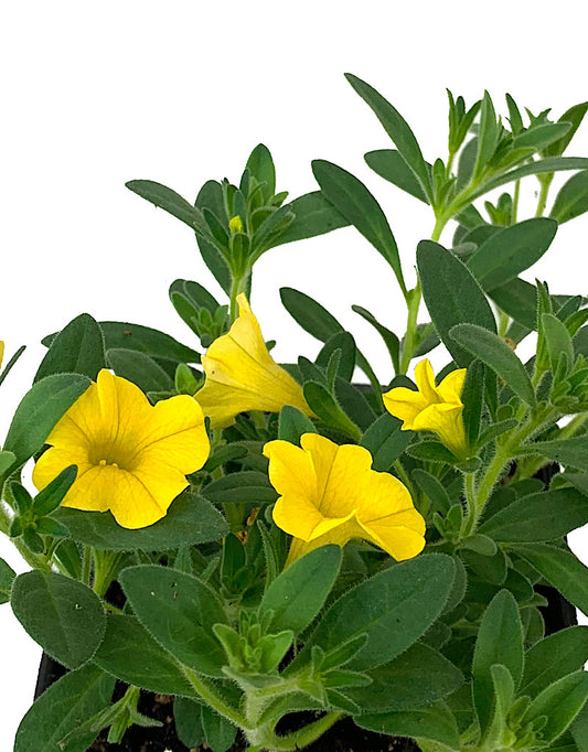 Calibrachoa 'Golden Yellow'  4 inch