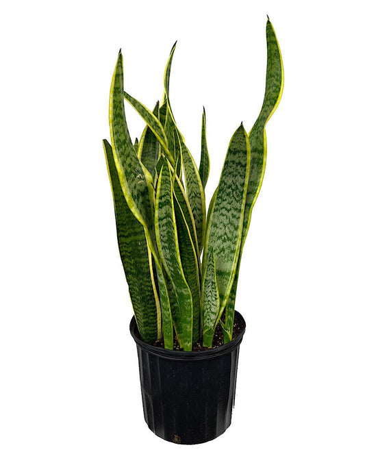 Sansevieria trifasciata 'Laurentii' - The Garden Corner