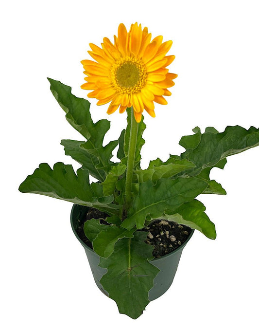 Gerbera garvinea 'Sweet Smile' 1 Gallon - The Garden Corner