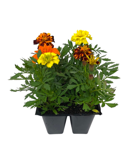Marigold 'Bonanza Mix' Jumbo Traypack