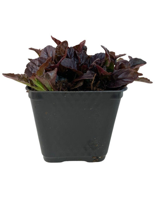 Ajuga 'Black Scallop' 4 Inch - The Garden Corner
