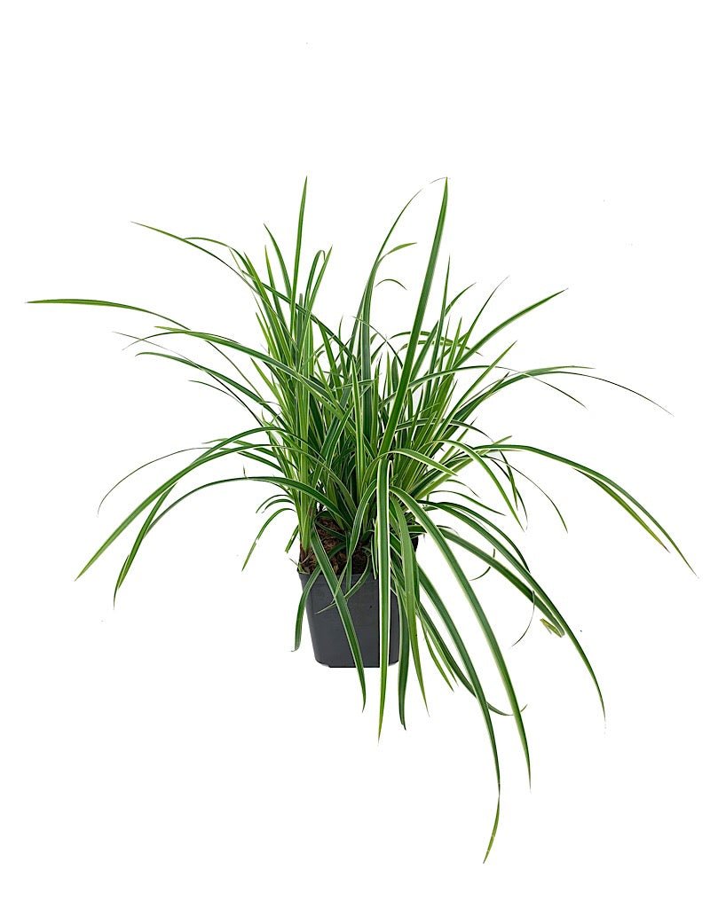 Carex morrowii 'Ice Dance' - Perennials
