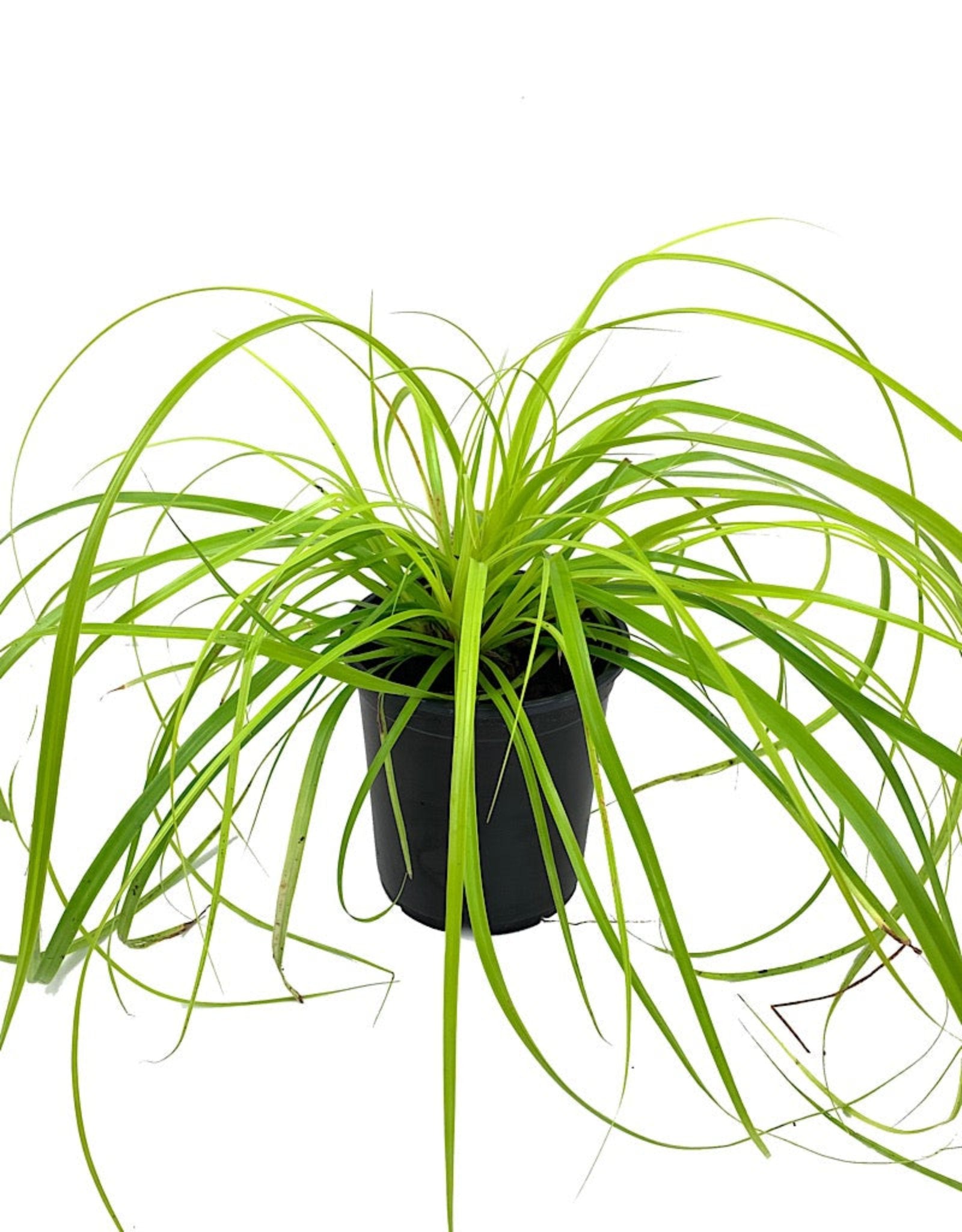 Carex oshimensis 'EverColor Everillo' - Perennials