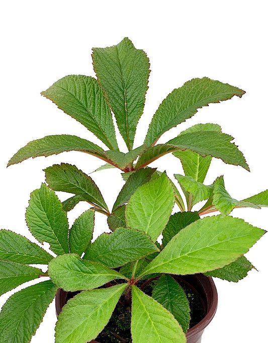 Rodgersia 'Bronze Peacock'  1 Gal