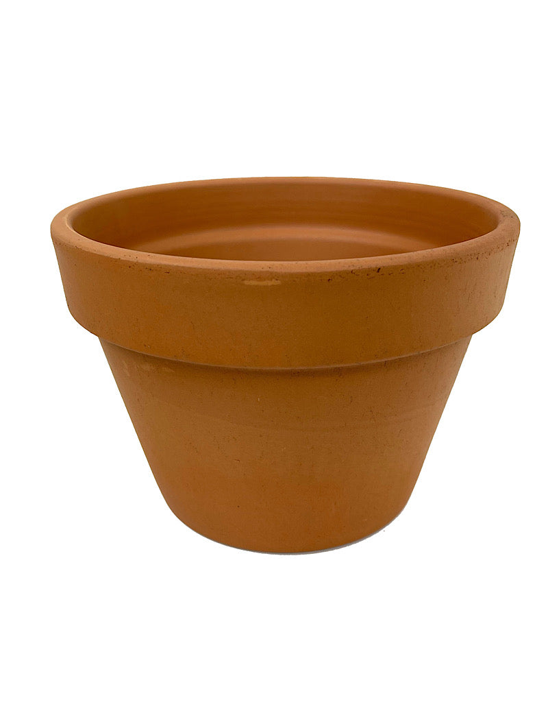 Azalea Terracotta Pot