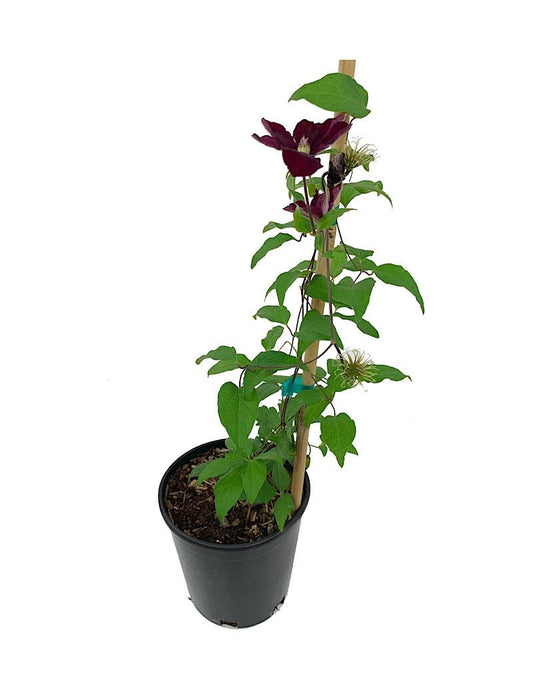Clematis 'Rouge Cardinal' 1 Gallon - The Garden Corner