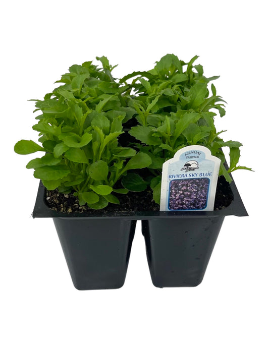 Lobelia 'Riviera Sky Blue'  Jumbo Traypack