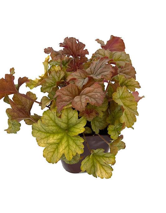 Heuchera €˜Topaz Jazz Quart - The Garden Corner