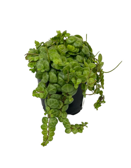 Peperomia prostrata 'String of Turtles'
