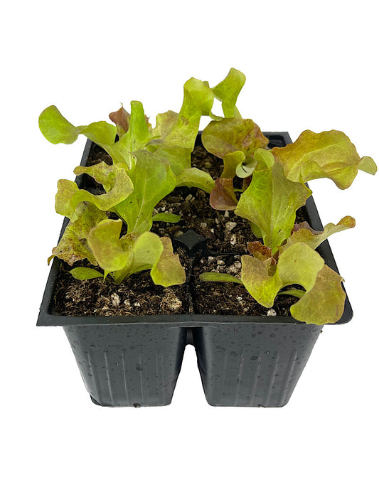 Lettuce 'Red Sails' Jumbo Traypack