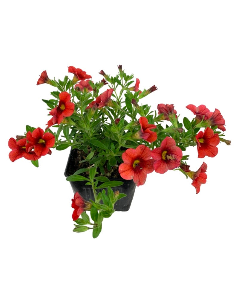 Calibrachoa 'Callie Deep Orange'