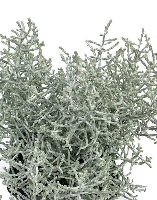 Calocephalus 'Silver Stone'  4 inch