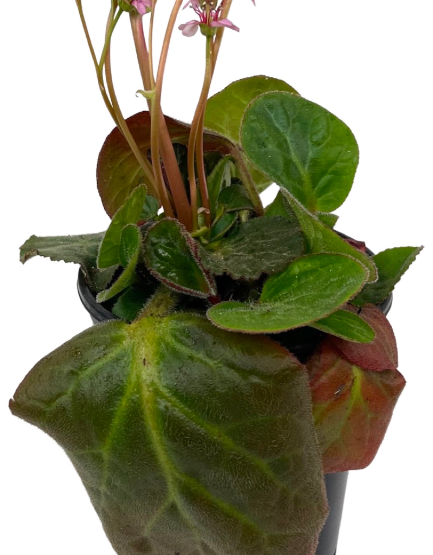 Bergenia ciliata 'Dumbo' 1 Gallon