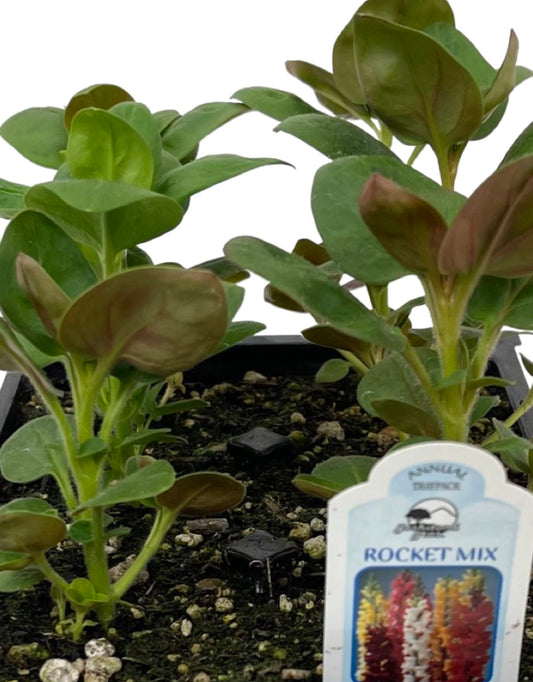 Snapdragon 'Rocket Mix' Jumbo Traypack - The Garden Corner