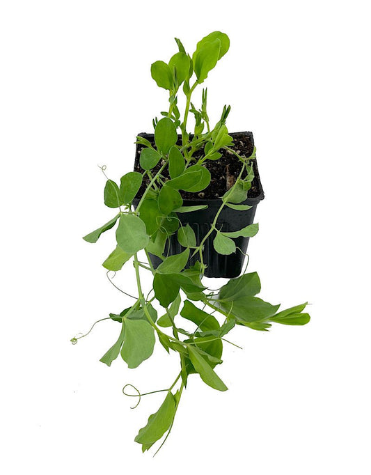 Sweet Pea 'Knee High Mix' 4 Inch - The Garden Corner