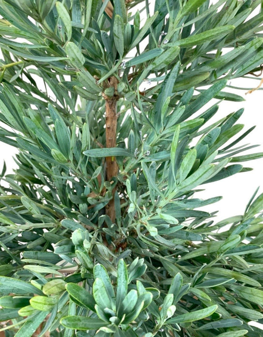 Podocarpus elongatus 'Icee Blue'