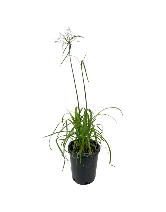 Cyperus papyrus 'King Tut'