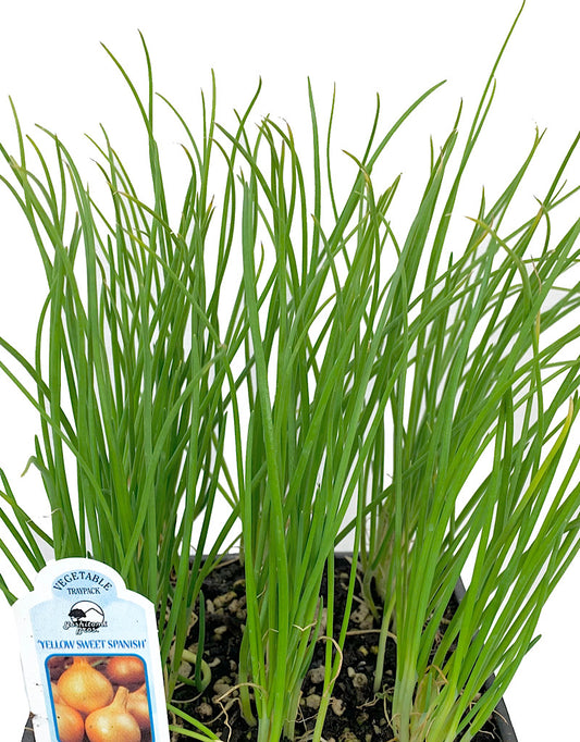 Onion 'Walla Walla' Traypack