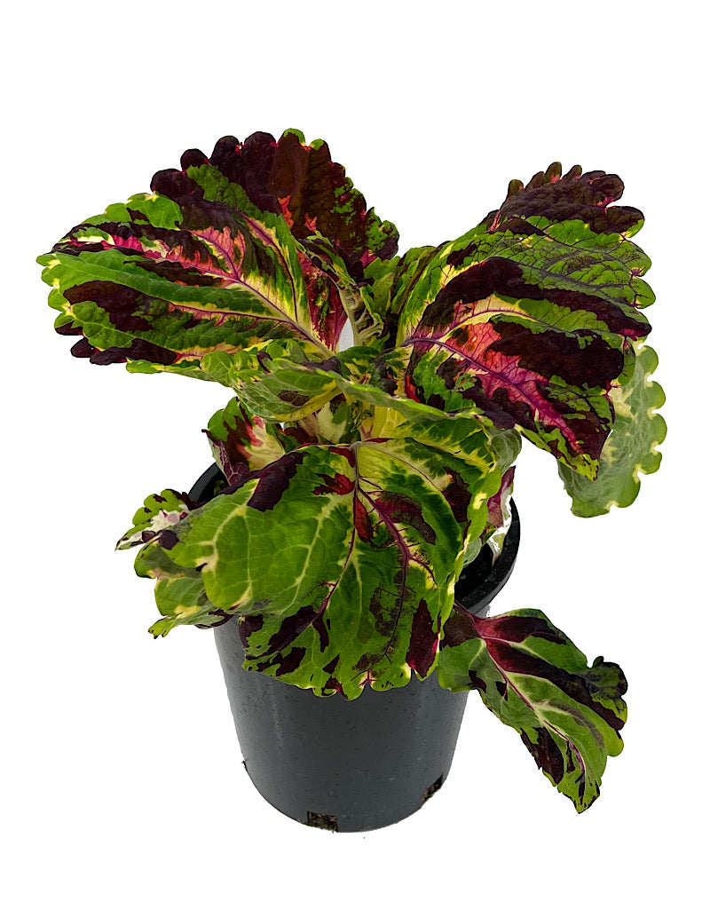 Coleus 'Kong Mosaic'
