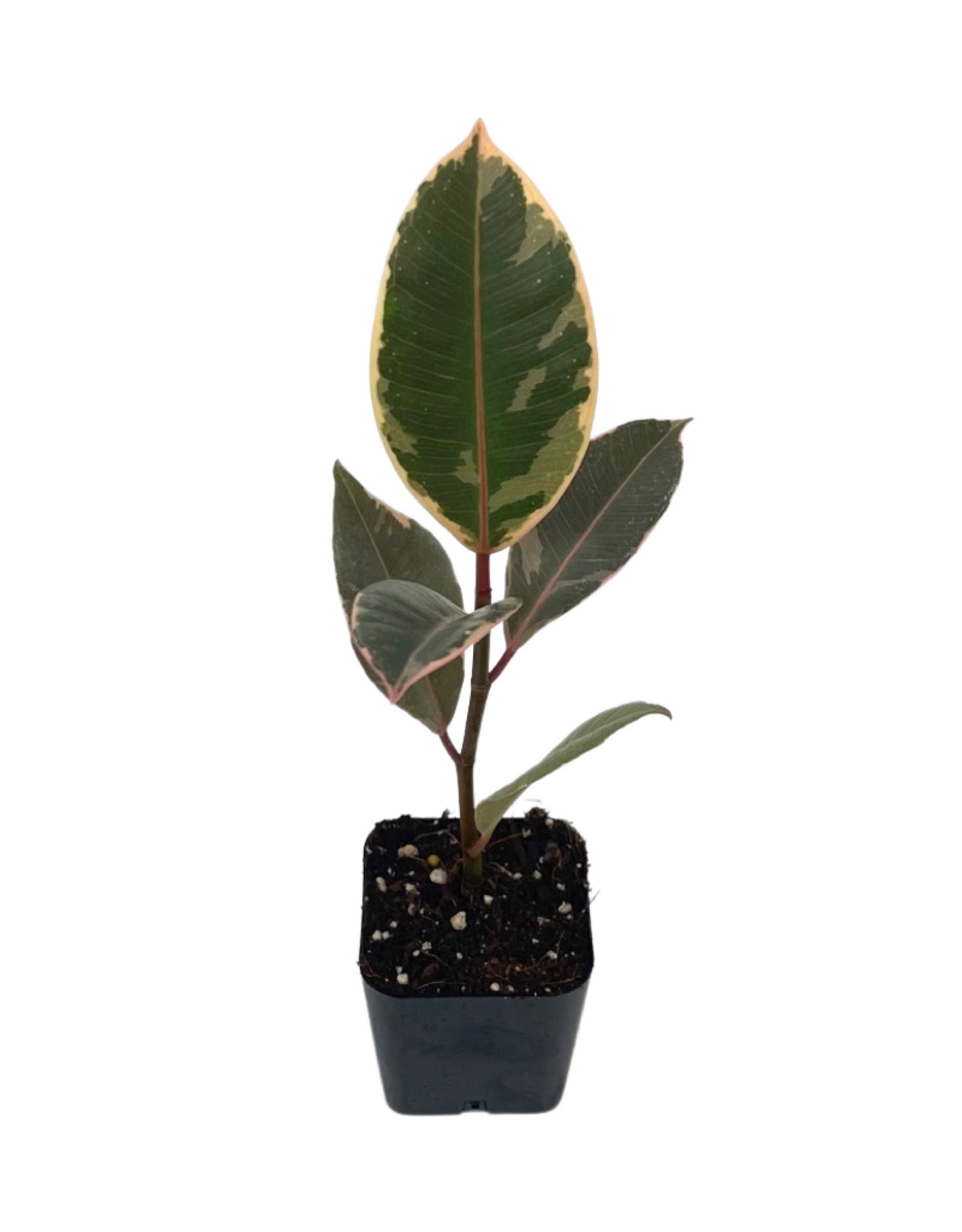 Ficus elastica 'Tineke' - House Plants