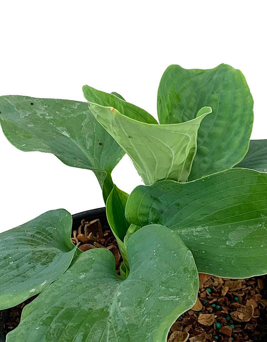 Hosta Sielboldiana 'Elegans' - The Garden Corner