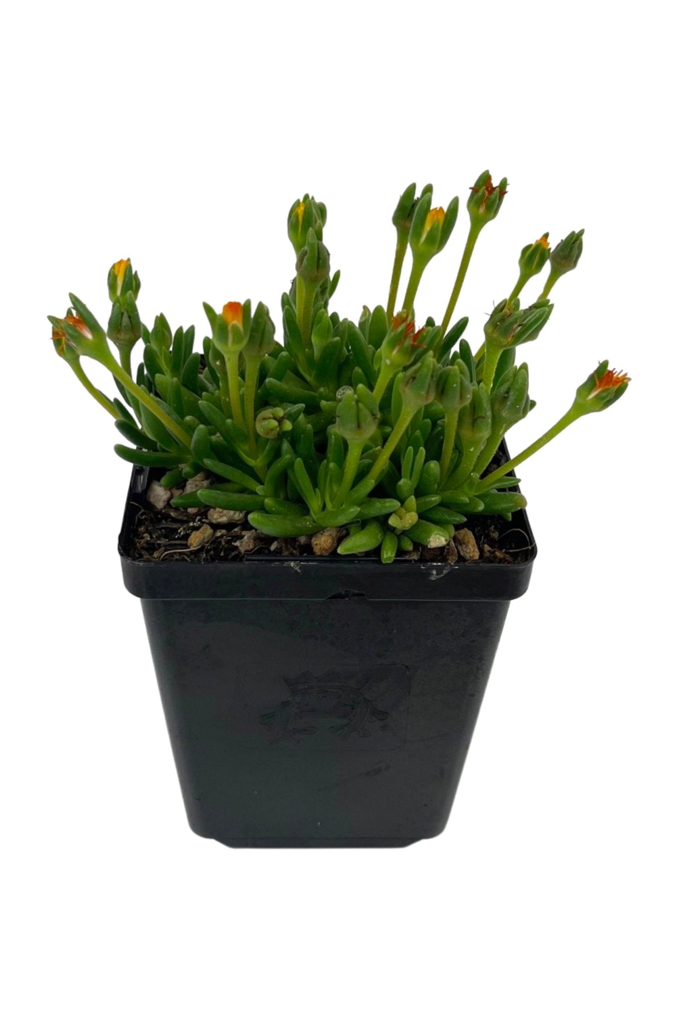 Delosperma 'Jewel of the Desert' - The Garden Corner