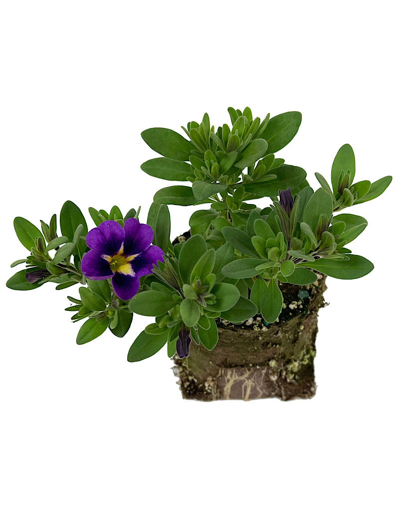 Calibrachoa 'Can Can Bumble Bee Blue'