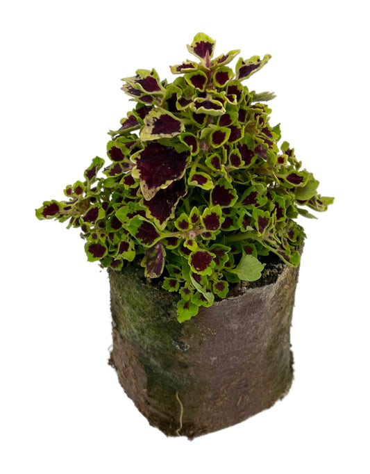 Coleus 'Great Falls Niagara'