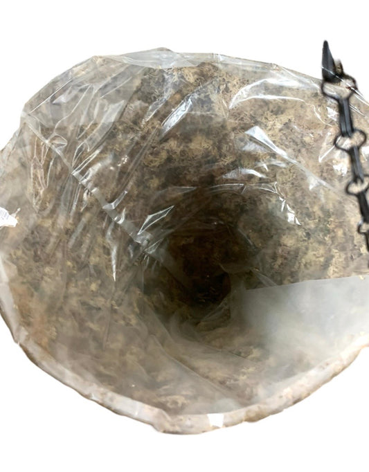 Moss Hanging Cone Blonde 14 Inch