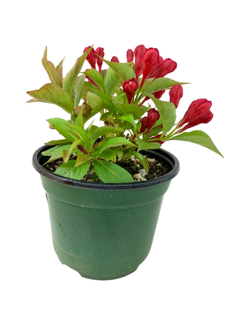 Weigela 'All Summer Red'