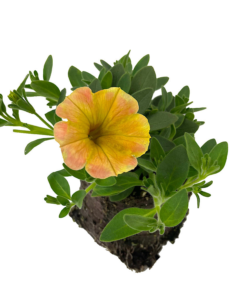 Petunia 'Supertunia Honey'