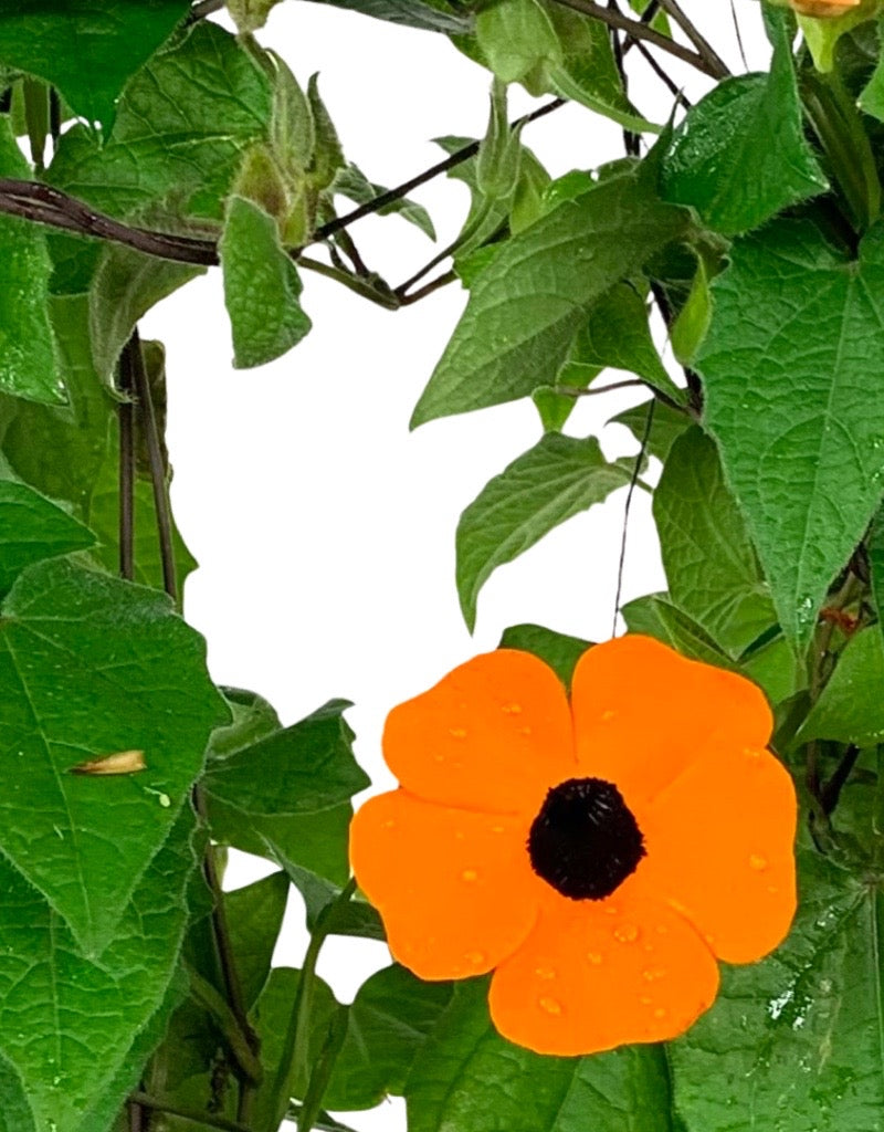 Thunbergia alata 'Orange Wonder