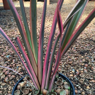 Phormium 'Rainbow Queen' 1 Gallon