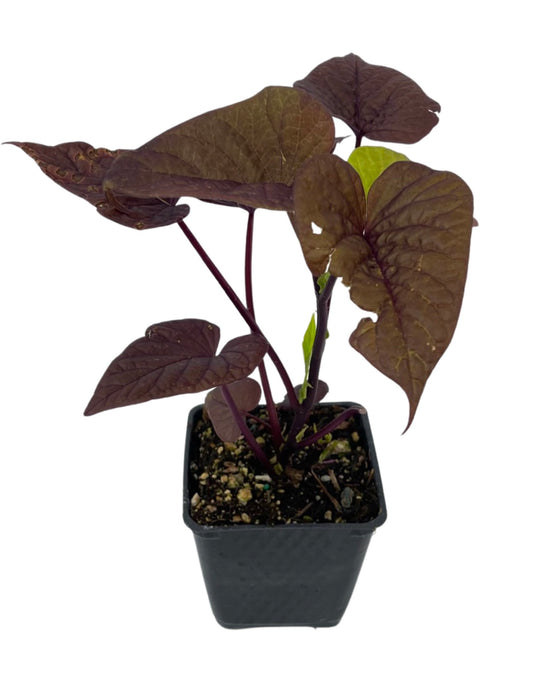 Ipomoea 'Sweet Caroline Red' 4 Inch - The Garden Corner