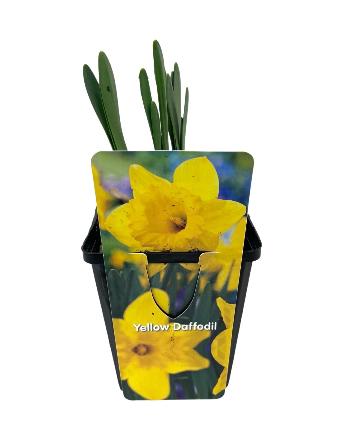Daffodil Yellow 4 Inch