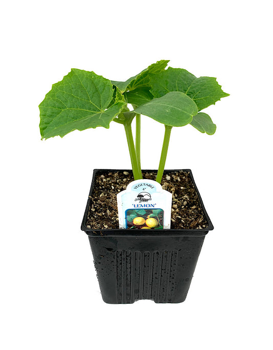 Cucumber 'Lemon'