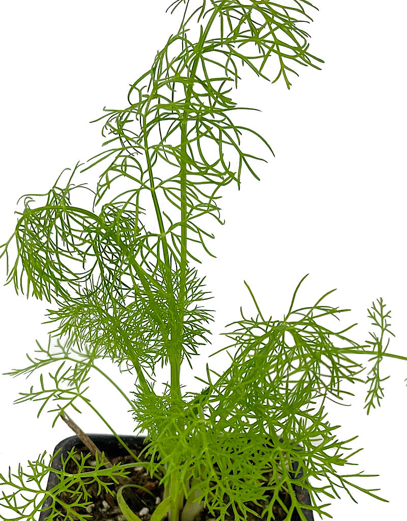 Fennel 4 Inch