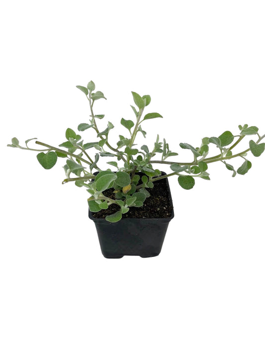 Helichrysum petiolare 'White Licorice' 4 Inch - The Garden Corner