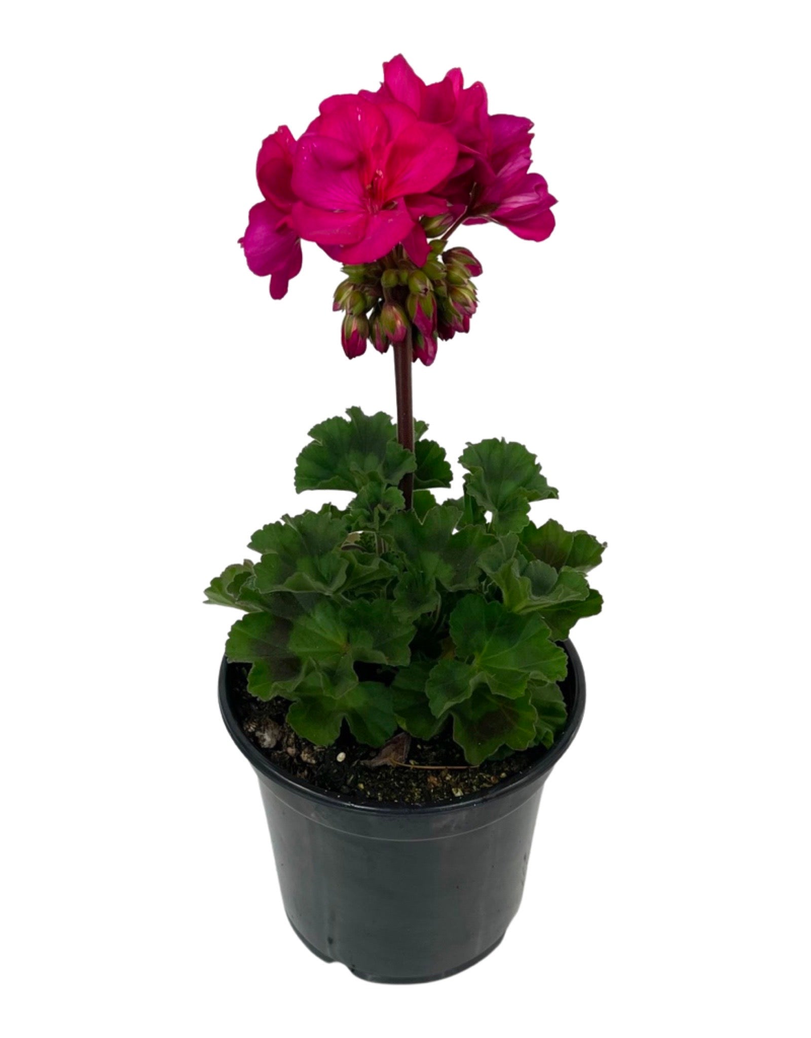 Geranium Presto Geranium Zonal 'Presto Violet' – The Garden Corner