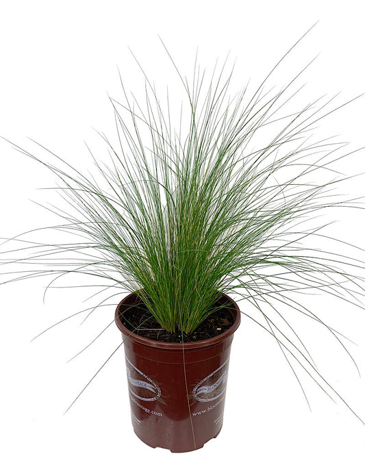 Nassella tenuissima