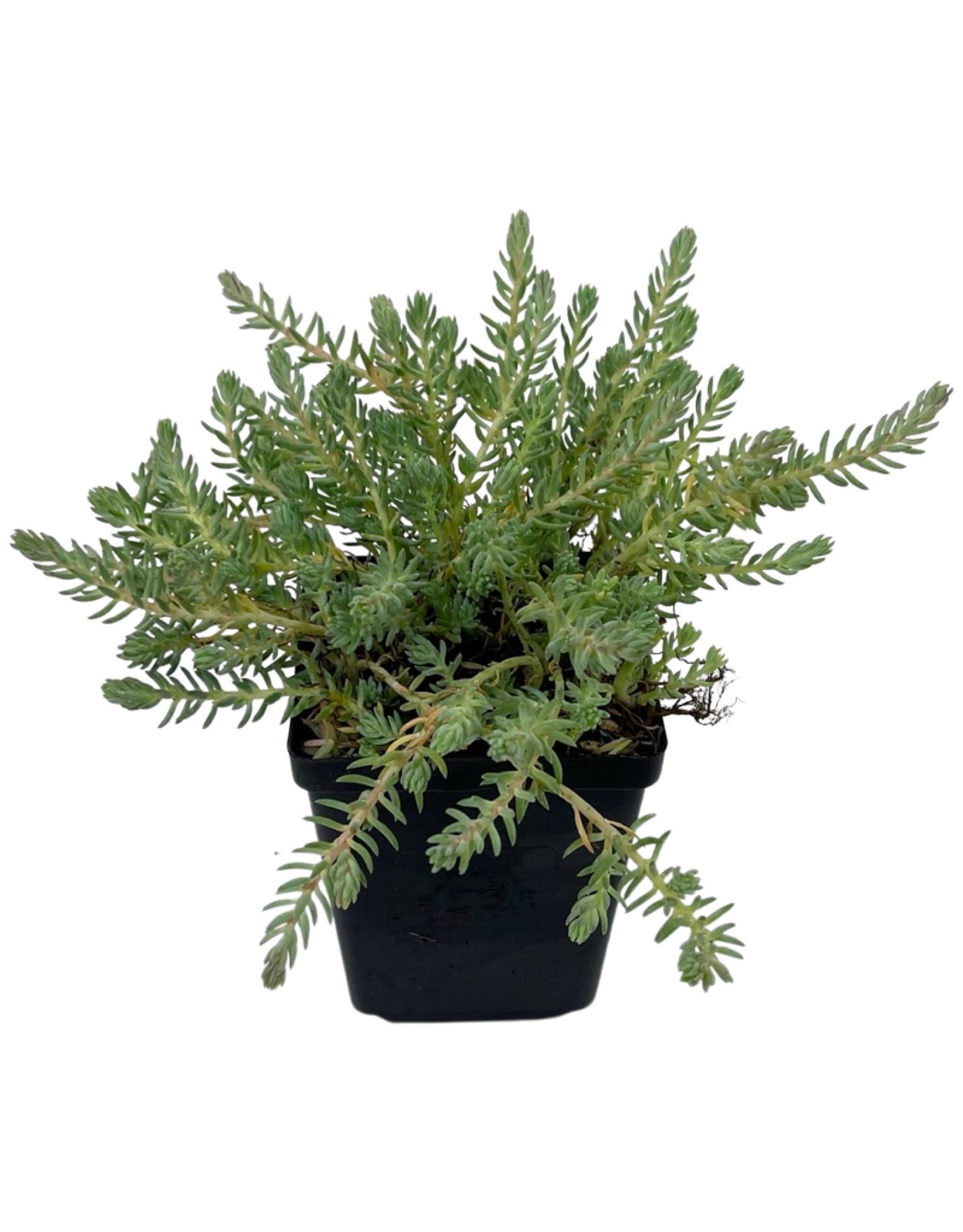 Sedum reflexum 'Blue Spruce'