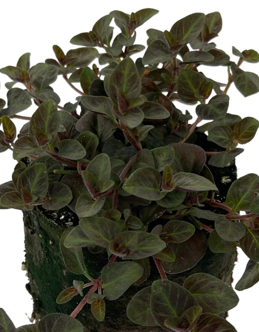 Lysimachia 'Midnight Sun' 4 Inch